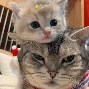 裸替美女裸奶头户外视频
